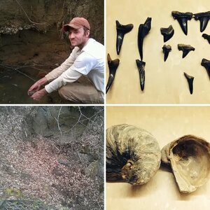 Fossils