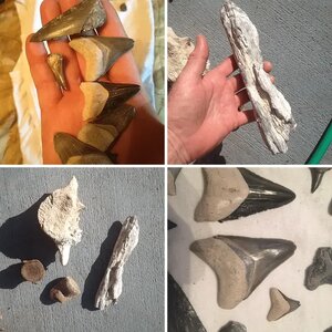 Fossils