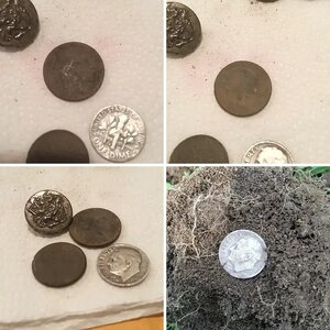 Third silver-first buffalo! 6/28/14