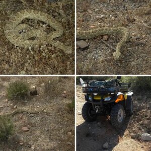 Seeking Gold In AZ.