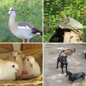 animal pics