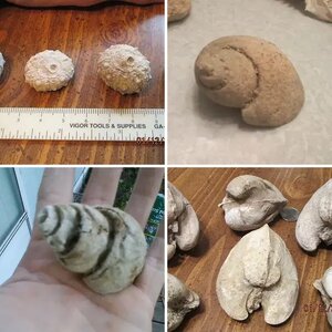 I love fossils!