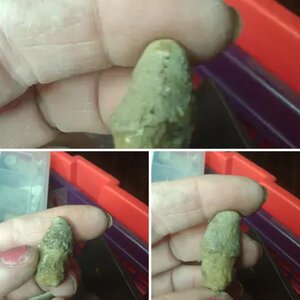 Petrified Morel or ????????