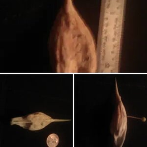 ***WEIRD*** SKETETAL-Fossil  ????