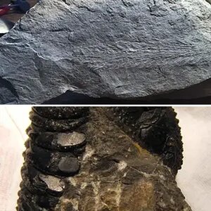 Fossils