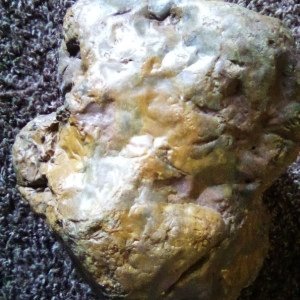 Rocks, Fossils, Crystals