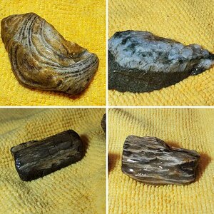 Unknown Rocks/Fossils