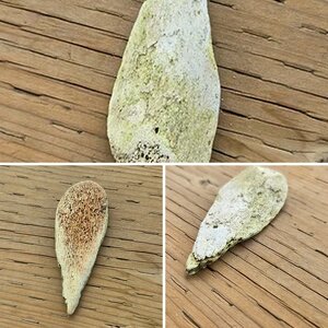 Tooth or Tree