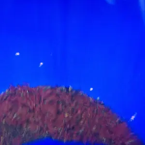 blue bowl working out garnets