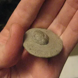 Fossil from New York