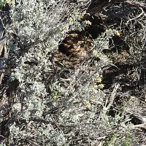 Rattlesnake2