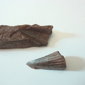 400 million year old fossilized Hyneria tooth found in Red Hill P.A.