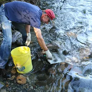 Feeding his sluice. All material has been washed through a 1/4" classifier.