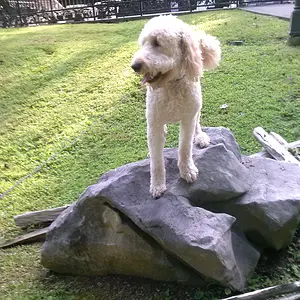 Jack on a rock in Tennessee.