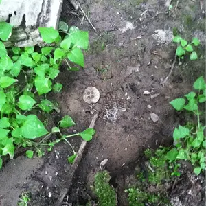 Old button someone help me I have no clue what I'm doing