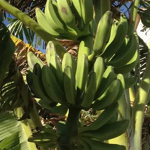 IMG 0323