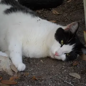 My spoiled cat "Oreo" is a lazy country cat