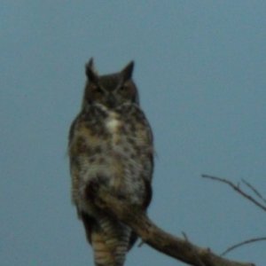 Saw a Great horned owl starring down at me one day... creepy feeling