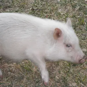 yes, this lil piggy wandered through my yard one afternoon... i guess he was lost