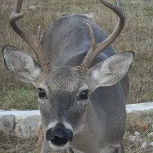 some nosy deer around here. He came to see what I was doing.
