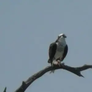 Finally caught up to this bird! He's got a nice fish in his grip