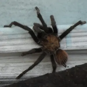 Another visitor at my house