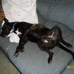 My other spoiled dog.... baby Jake
taking an afternoon nap