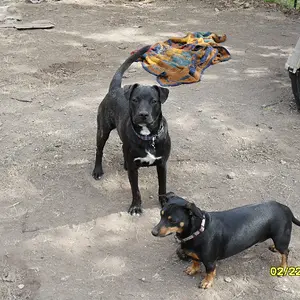 spoileds 013