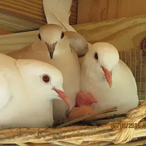 A new baby posing with its 3 parents