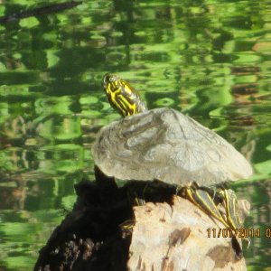 Happy turtle basking in the sun on the Guadalupe river