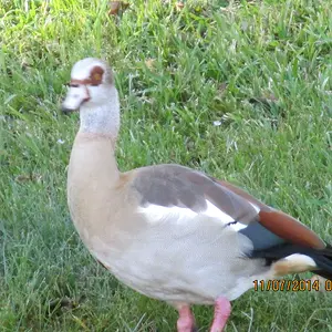 Egyptian goose looking on