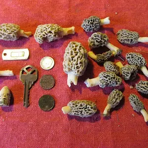 Morels and digs