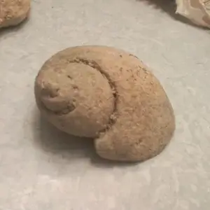 fossils 024