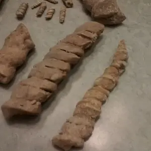 fossils 020