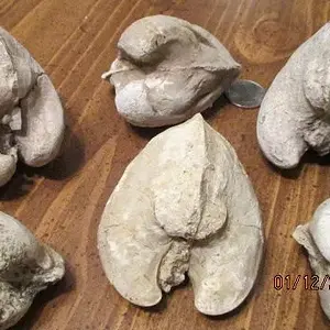 Fossils 001