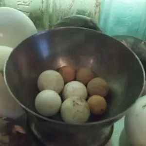 Clay marbles. Fifteen porcelain door knobs in background. All surface finds.