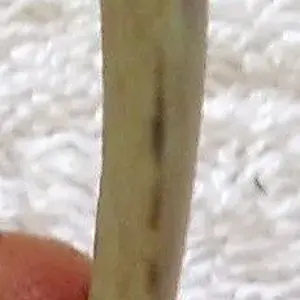 Picture or Video 100