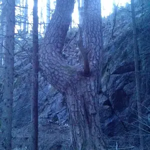 And this monster of a tree, a realt TITAN compared to all the trees around it