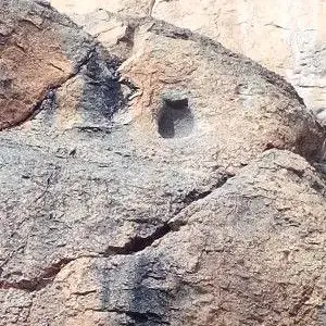 جوغان مربع بر دی&#