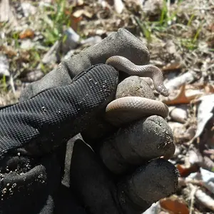 3-31-15 Eastern Smooth Earth Snake.