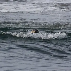 IMG 7347.1