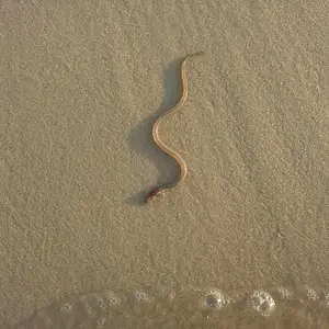 20150808 Seen on the beach, trying to make its way back into the water, while wading in the Gulf with the CZ20.