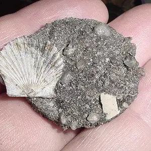 ENCRUSTED SILVER HALF