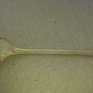 20150907 1939 Vernon Silver Plated Cocktail fork. Found in the water on the MS Gulf Coast with the CZ20.