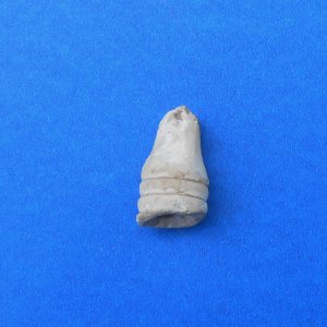I dug this .58 cal.bullet  carved into a chess piece at a mid 1862 U.S. camp in late Sept. 2015.