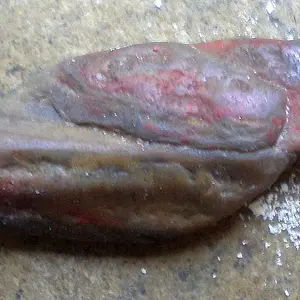 parrot