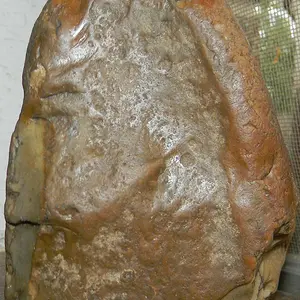 clovis
