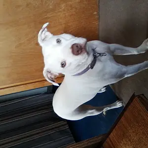 0401151100
Ali-Gator
