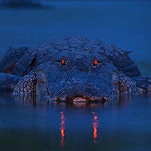 alligator at night orange eyes florida in water