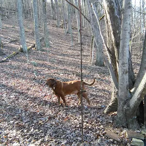 About a 7ft grounding rod
(And my hunting buddy RED)
